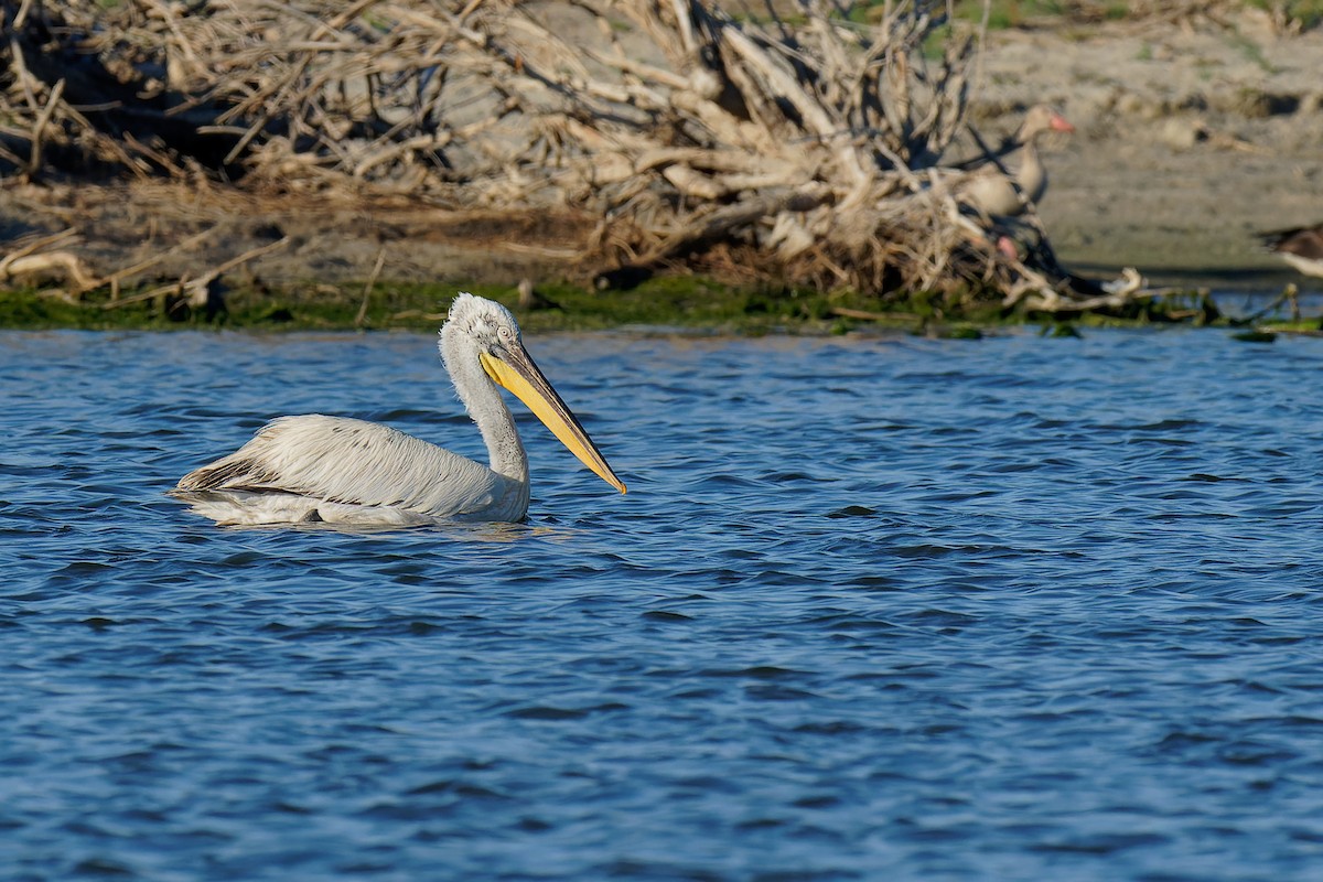 Dalmatian Pelican - Vincent Wang