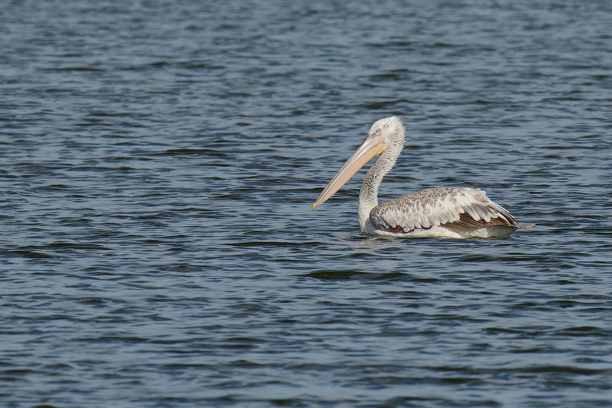 Dalmatian Pelican - Vincent Wang