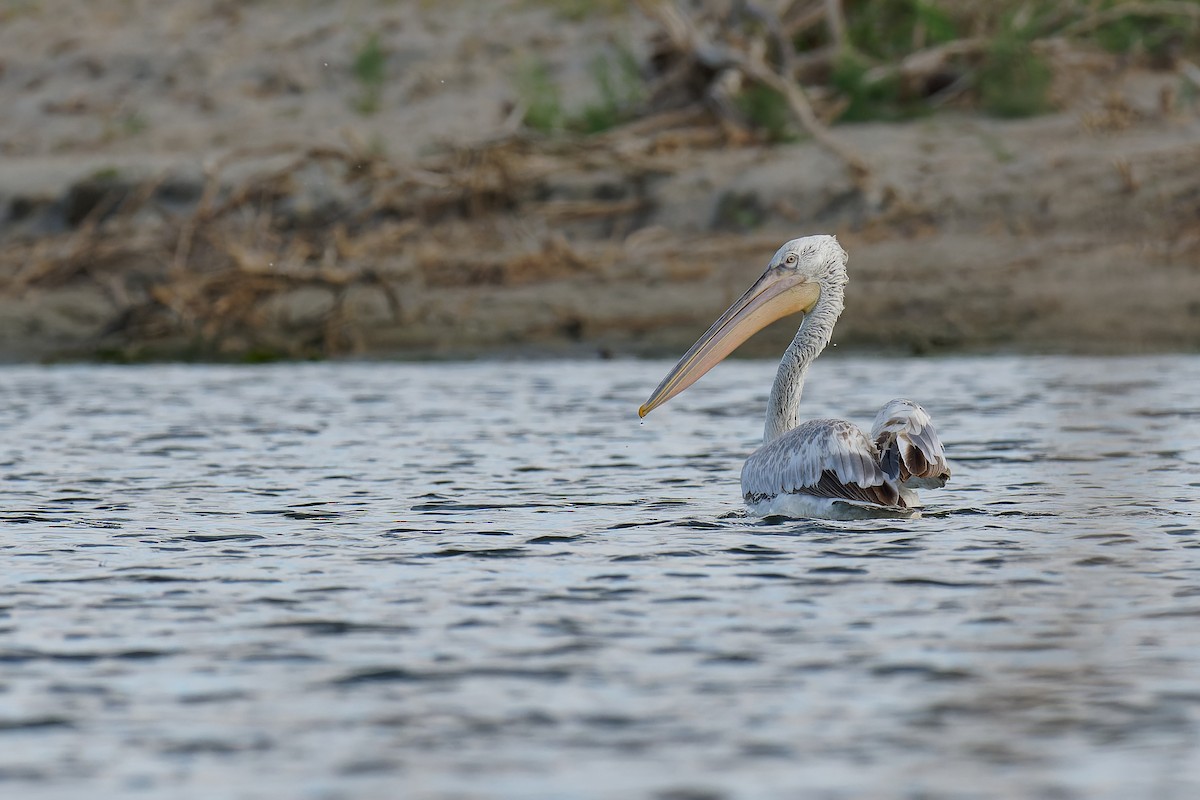 Dalmatian Pelican - ML355615601