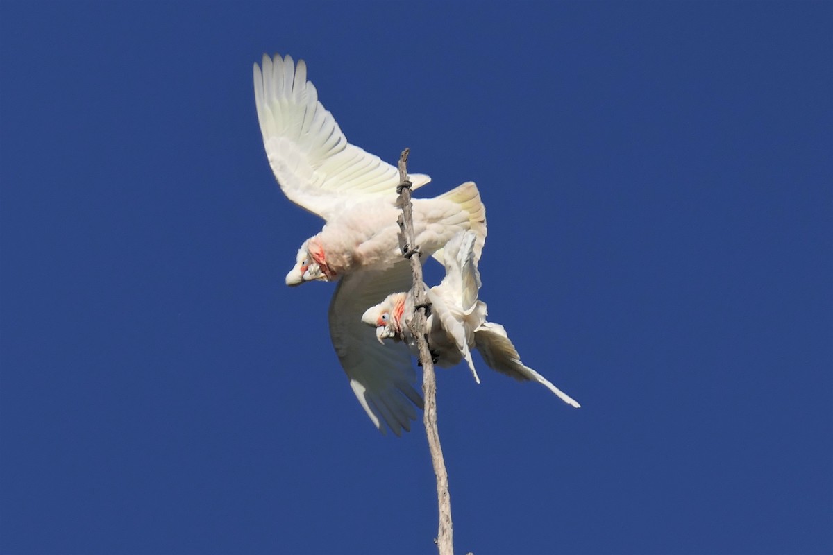 Long-billed Corella - ML355616041