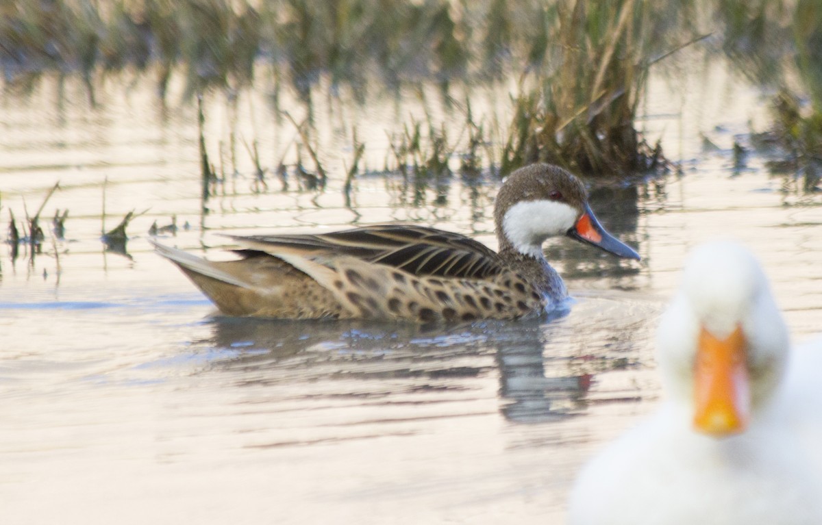 White-cheeked Pintail - Verónica  Tejerina