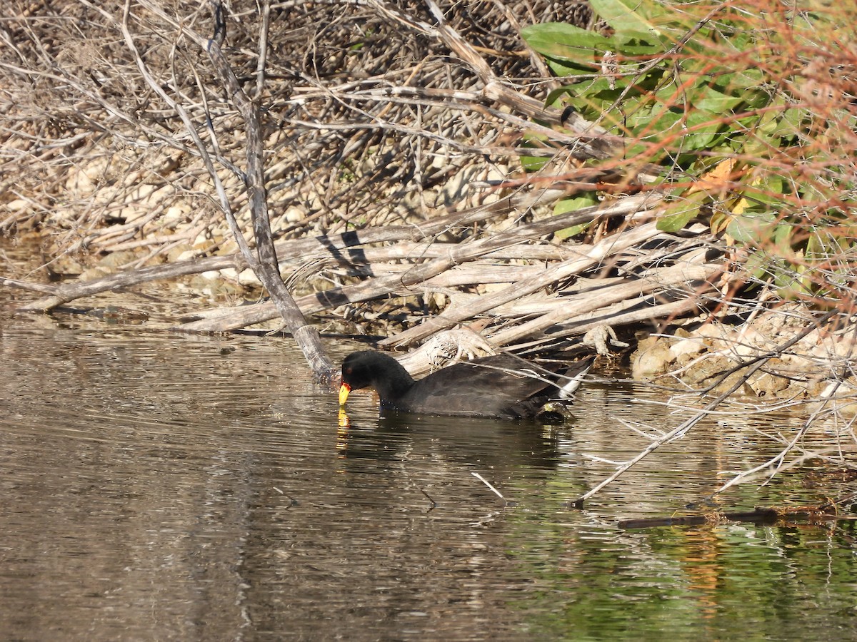 Foulque à front rouge - ML355616421