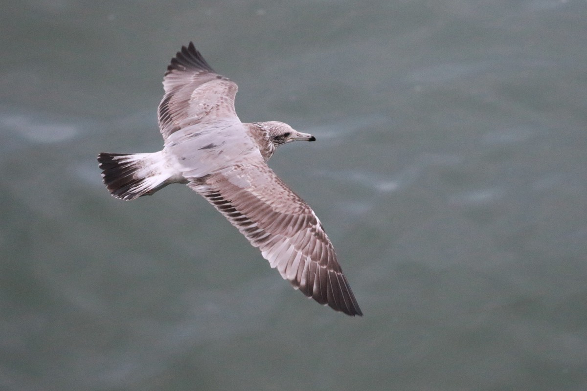 California Gull - ML35561691