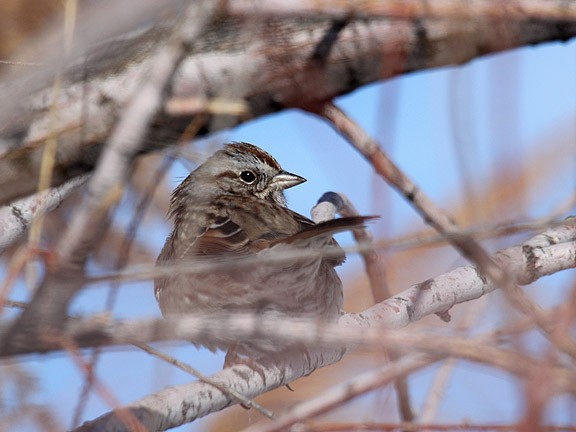 Song Sparrow - ML35561961