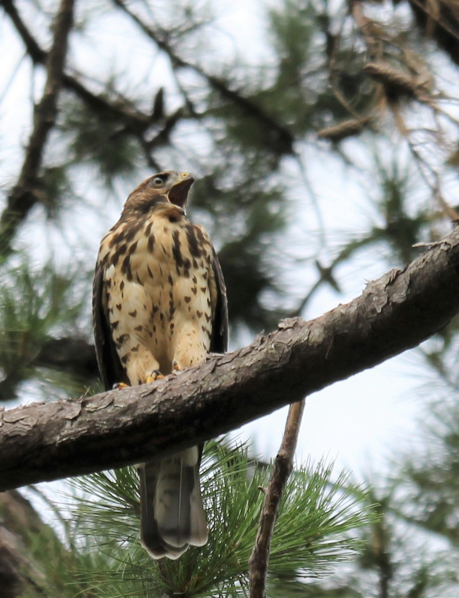 Broad-winged Hawk - Lawrence Gardella