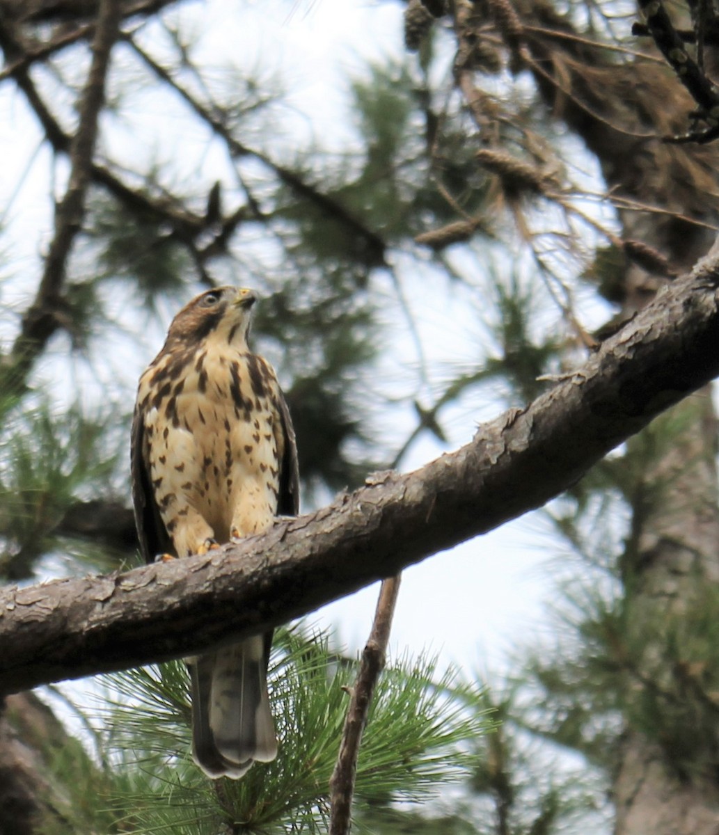 Broad-winged Hawk - Lawrence Gardella