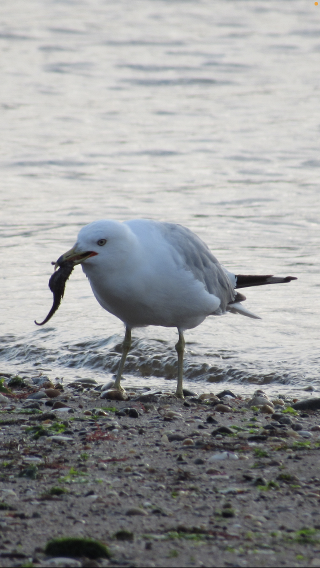 Ring-billed Gull - ML355620551