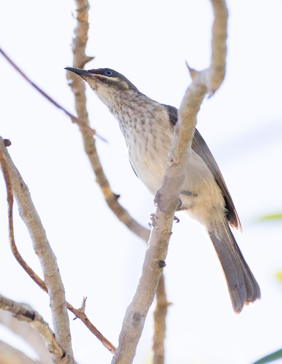 Kimberley Honeyeater - ML355622221