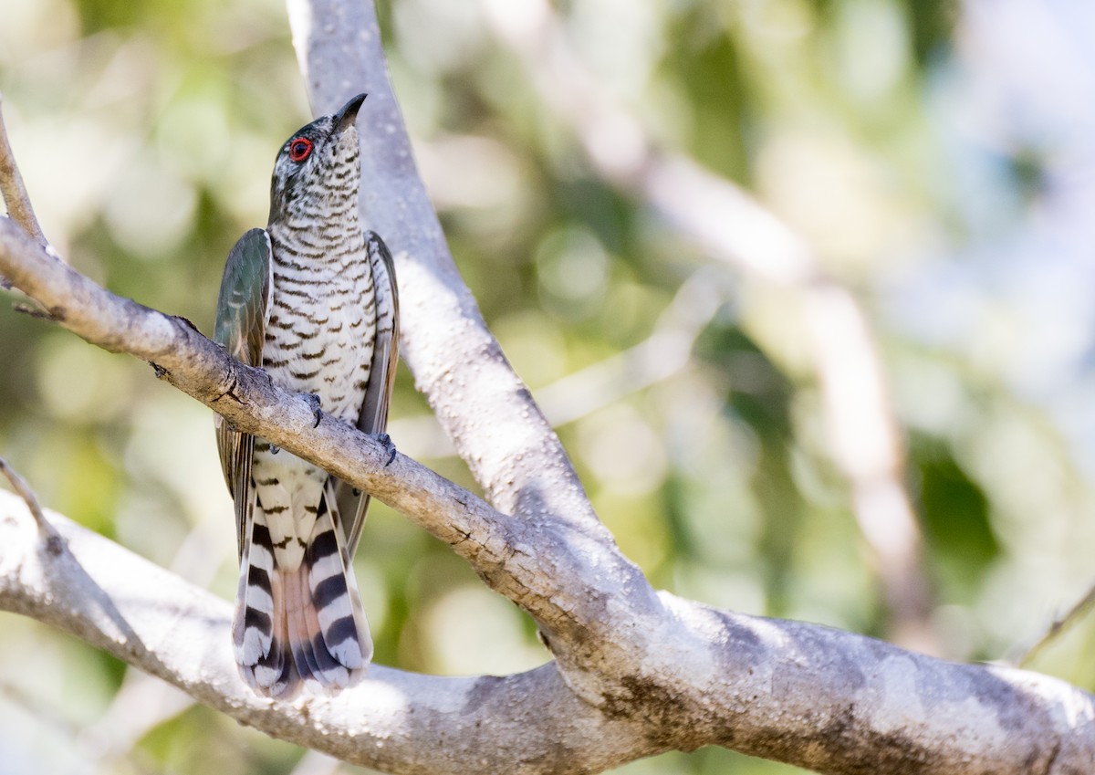 Little Bronze-Cuckoo - Chris Barnes