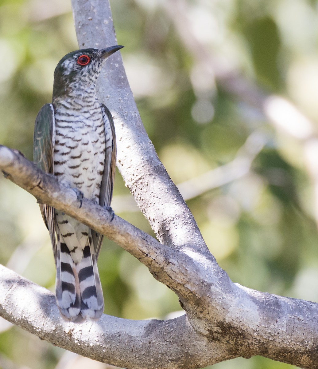 Little Bronze-Cuckoo - Chris Barnes