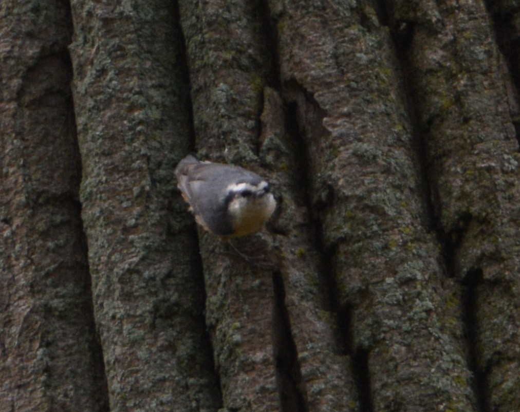Red-breasted Nuthatch - ML35562311