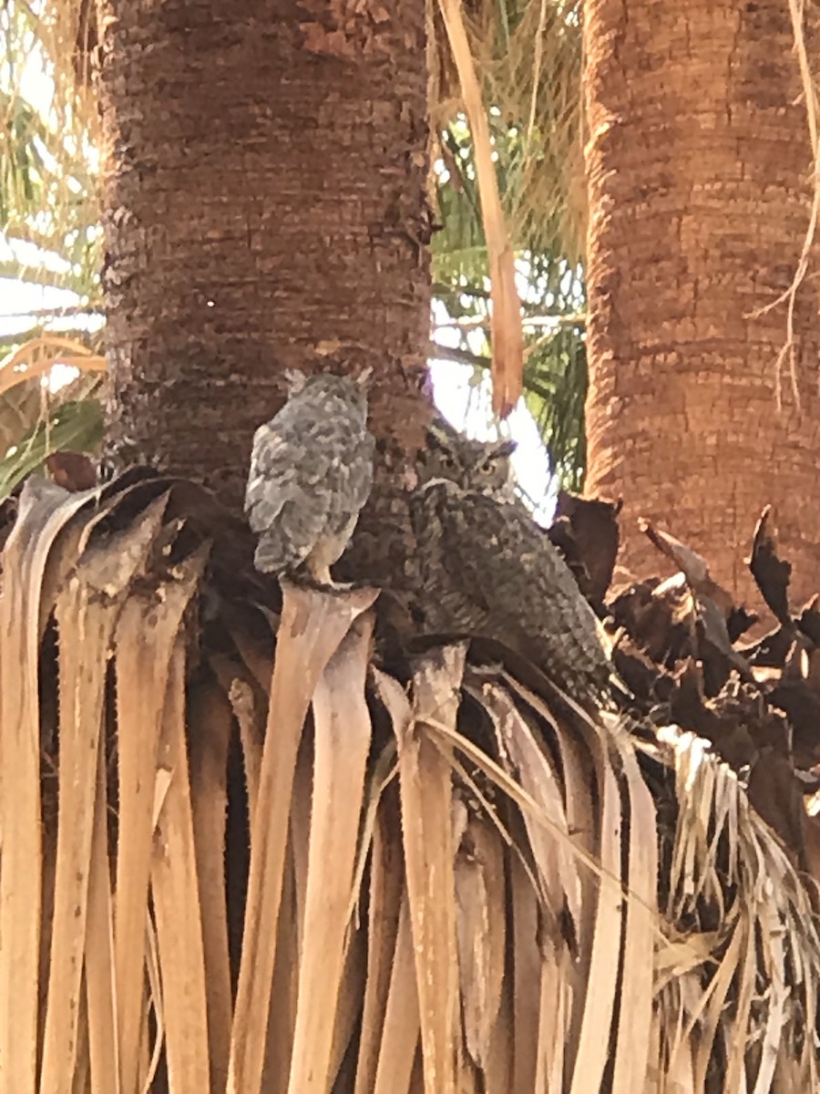 Great Horned Owl - Ken Mix