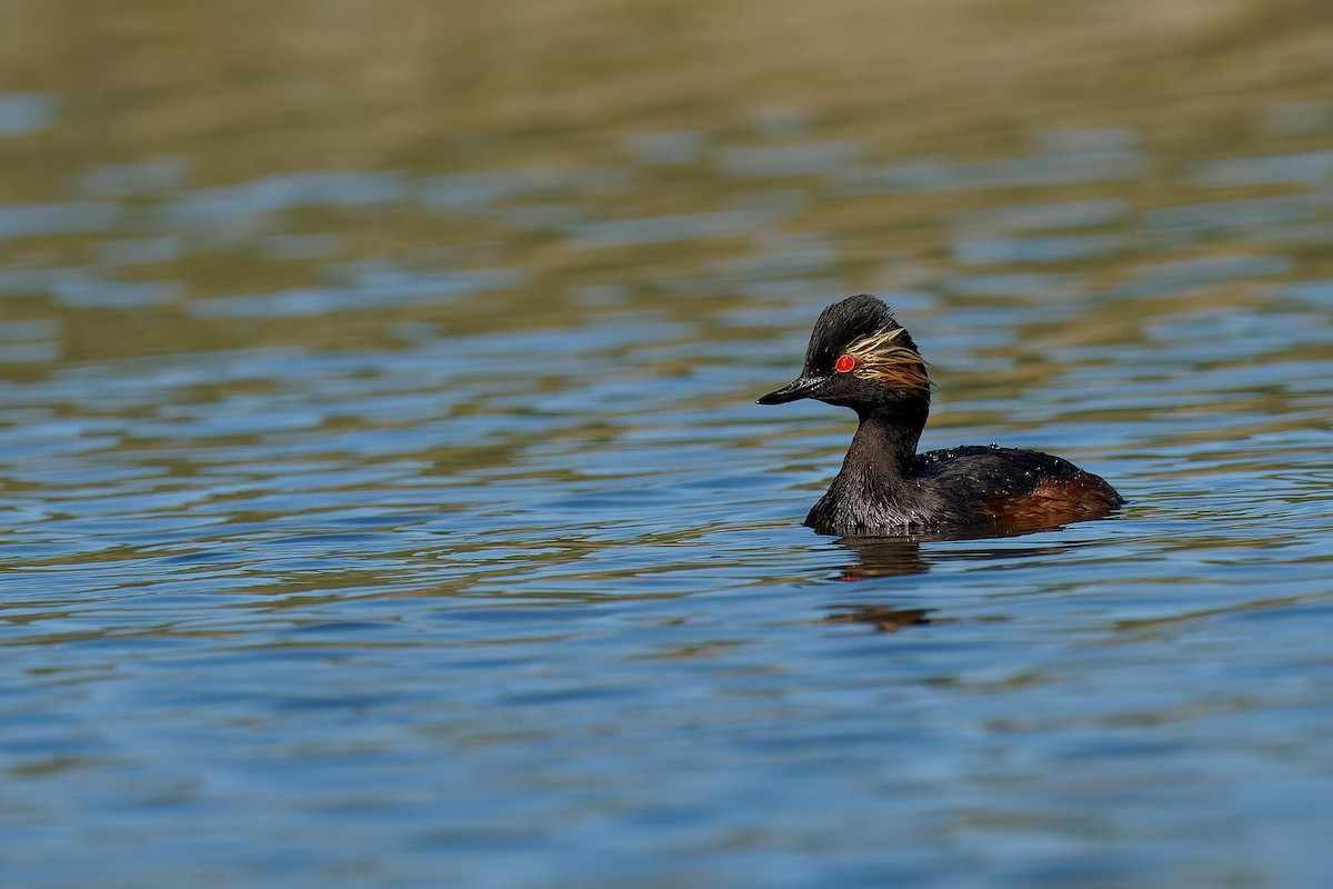 Eared Grebe - ML355626151