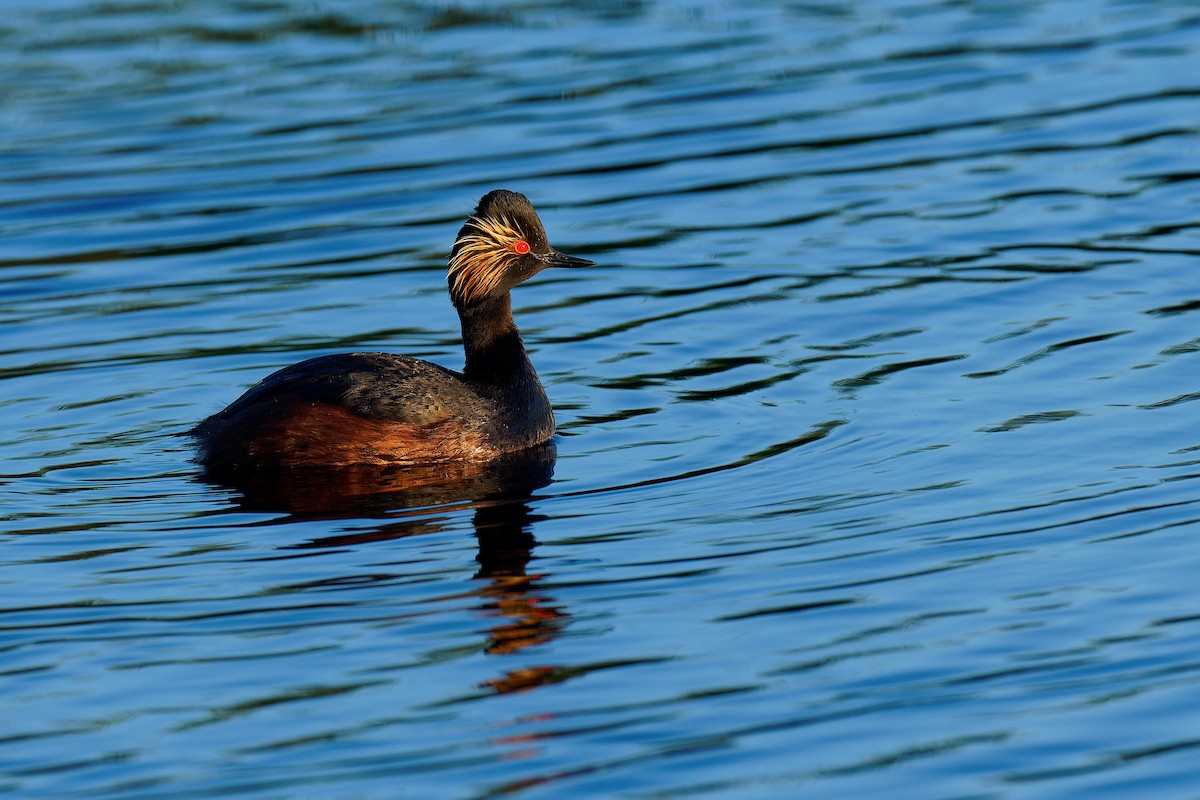 Eared Grebe - ML355626181