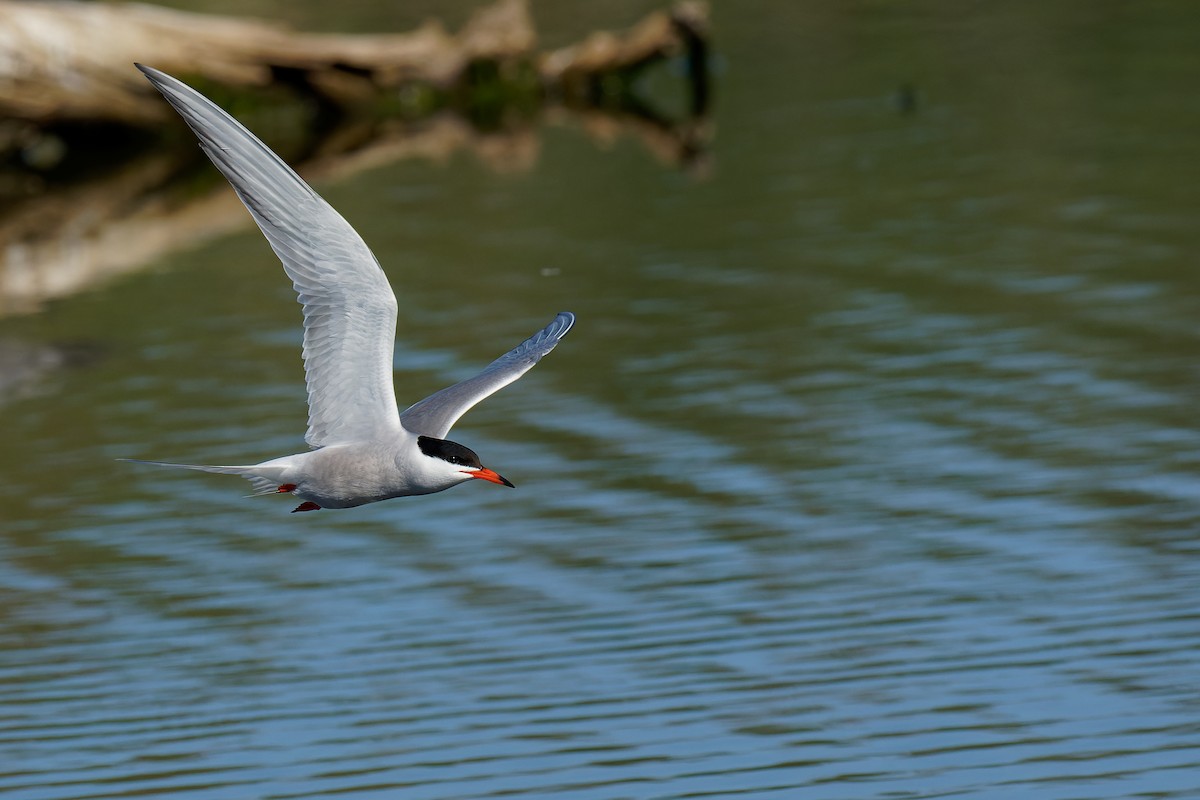 Charrán Común (hirundo/tibetana) - ML355626361