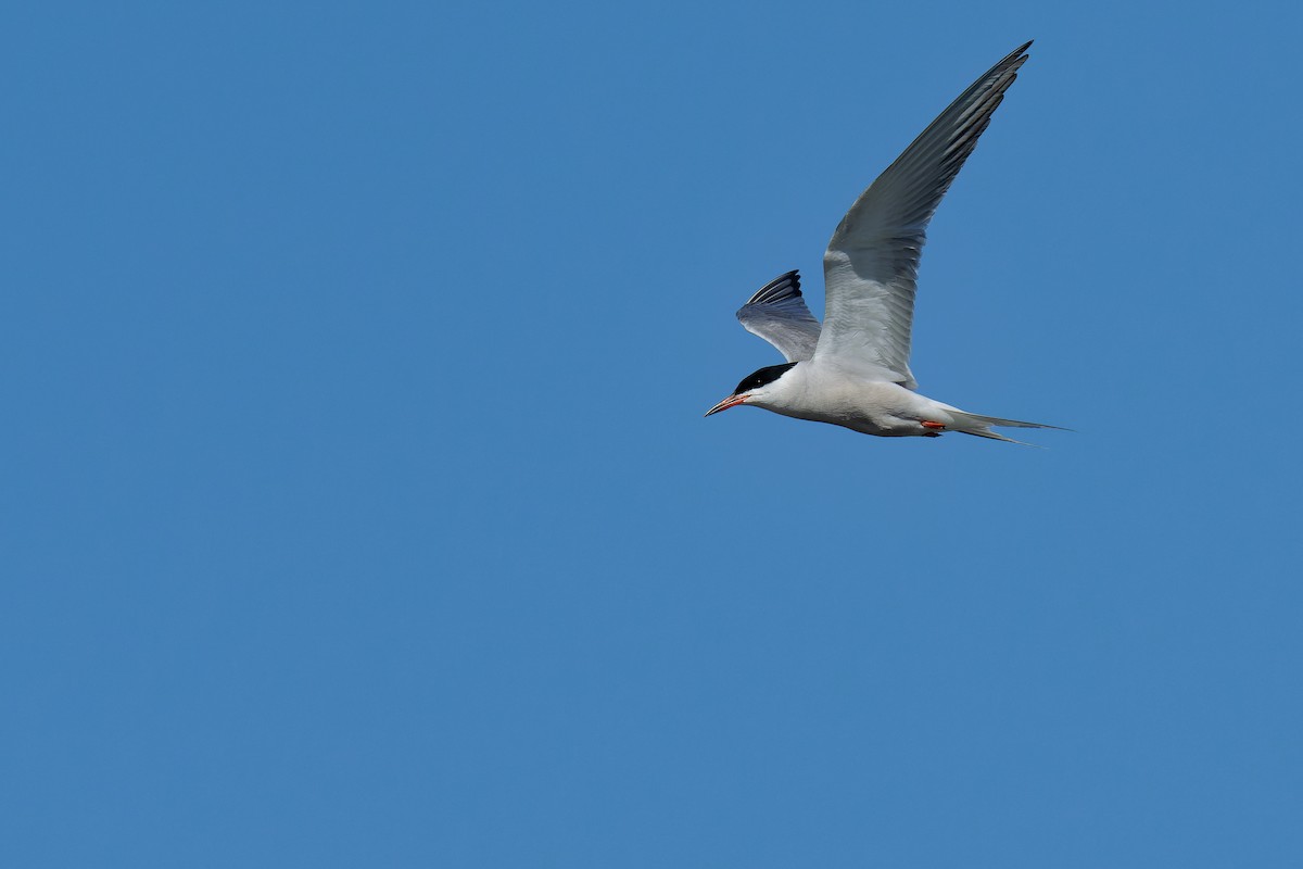 Sumru (hirundo/tibetana) - ML355626391