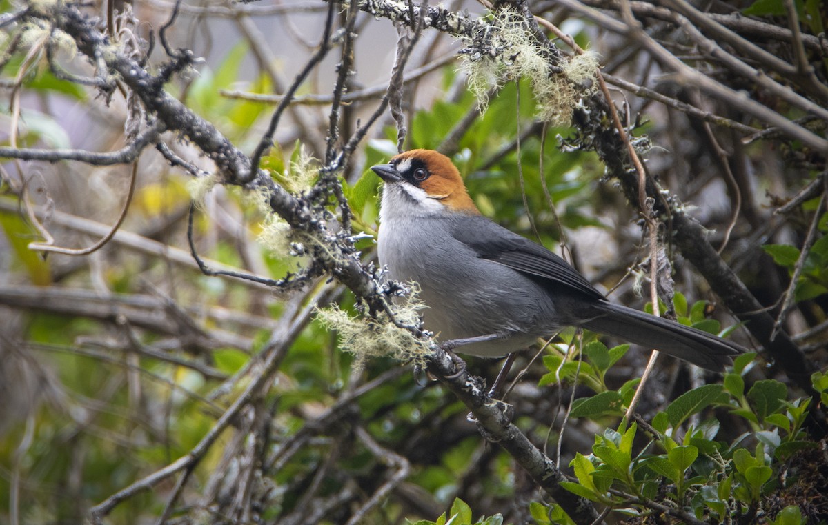 Apurimac Brushfinch - David F. Belmonte