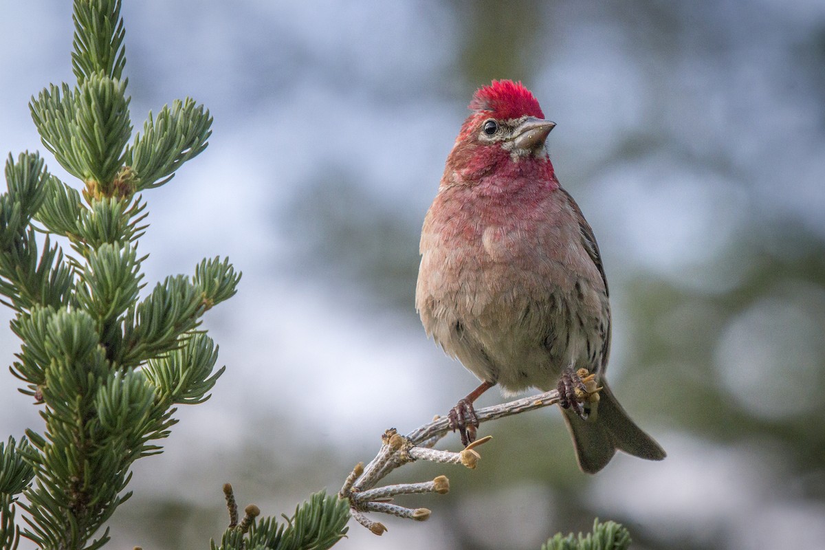 Cassin's Finch - ML355627251