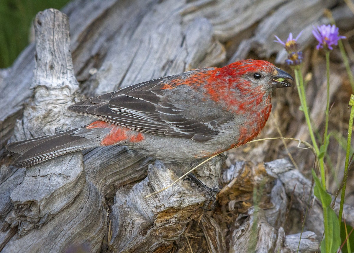 Pine Grosbeak - Darren Pendleton