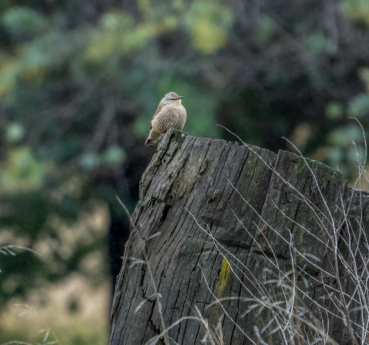 Brown Treecreeper - ML355630341