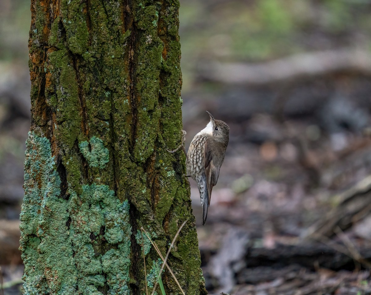 White-throated Treecreeper - ML355630421