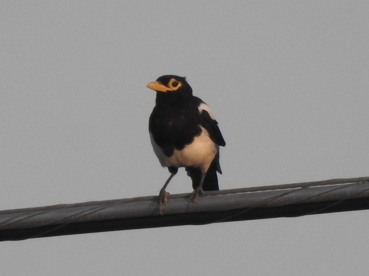 Yellow-billed Magpie - ML355631211