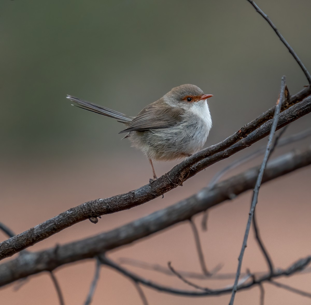 Superb Fairywren - ML355632221