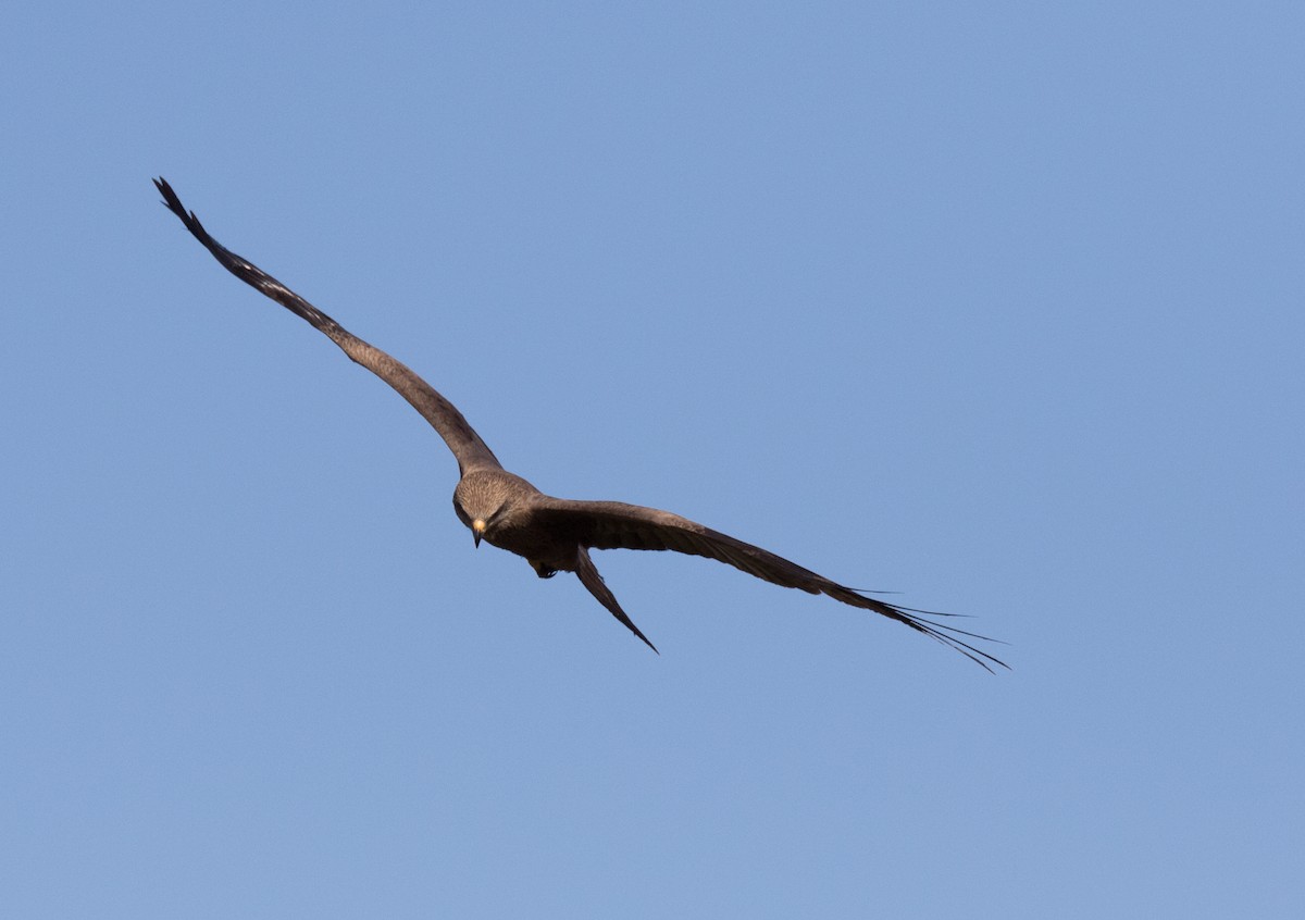 Black Kite - ML355632231