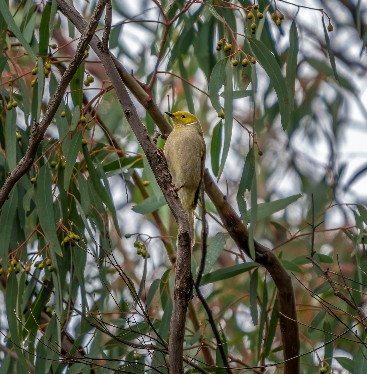 White-plumed Honeyeater - ML355632241