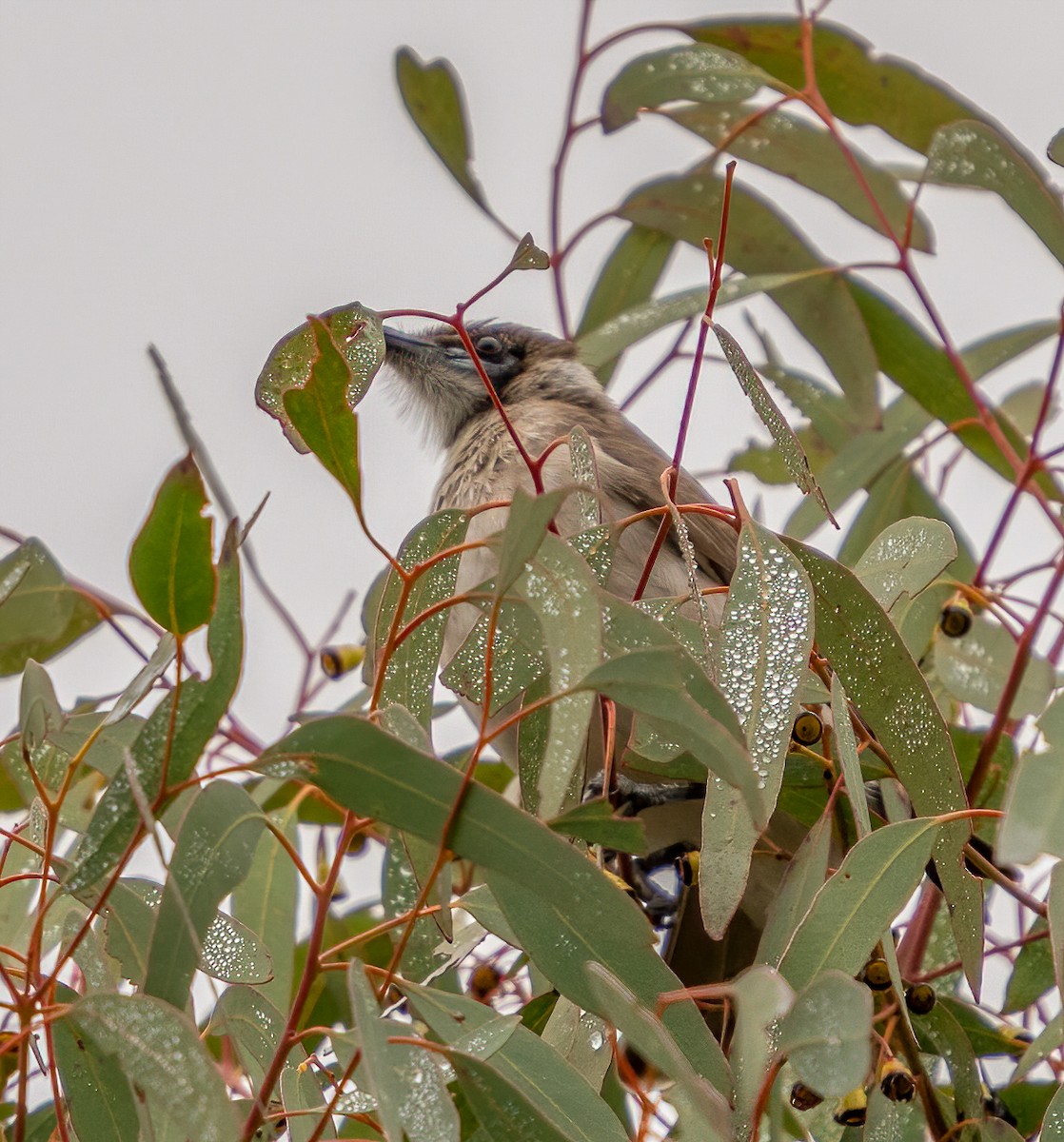 Little Friarbird - ML355632251