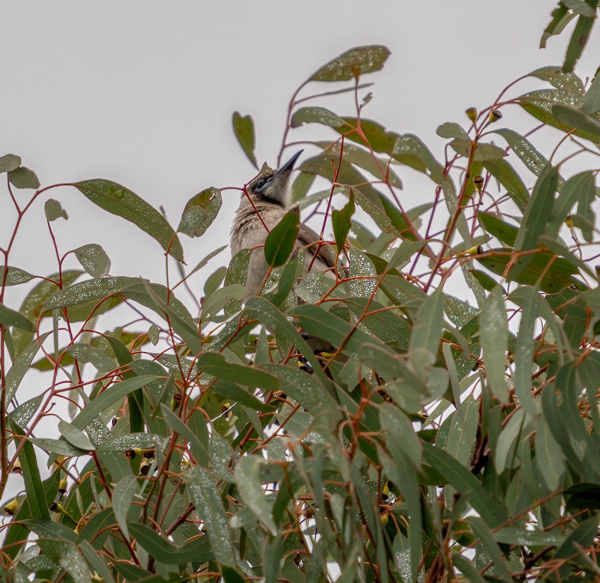 Little Friarbird - ML355632261