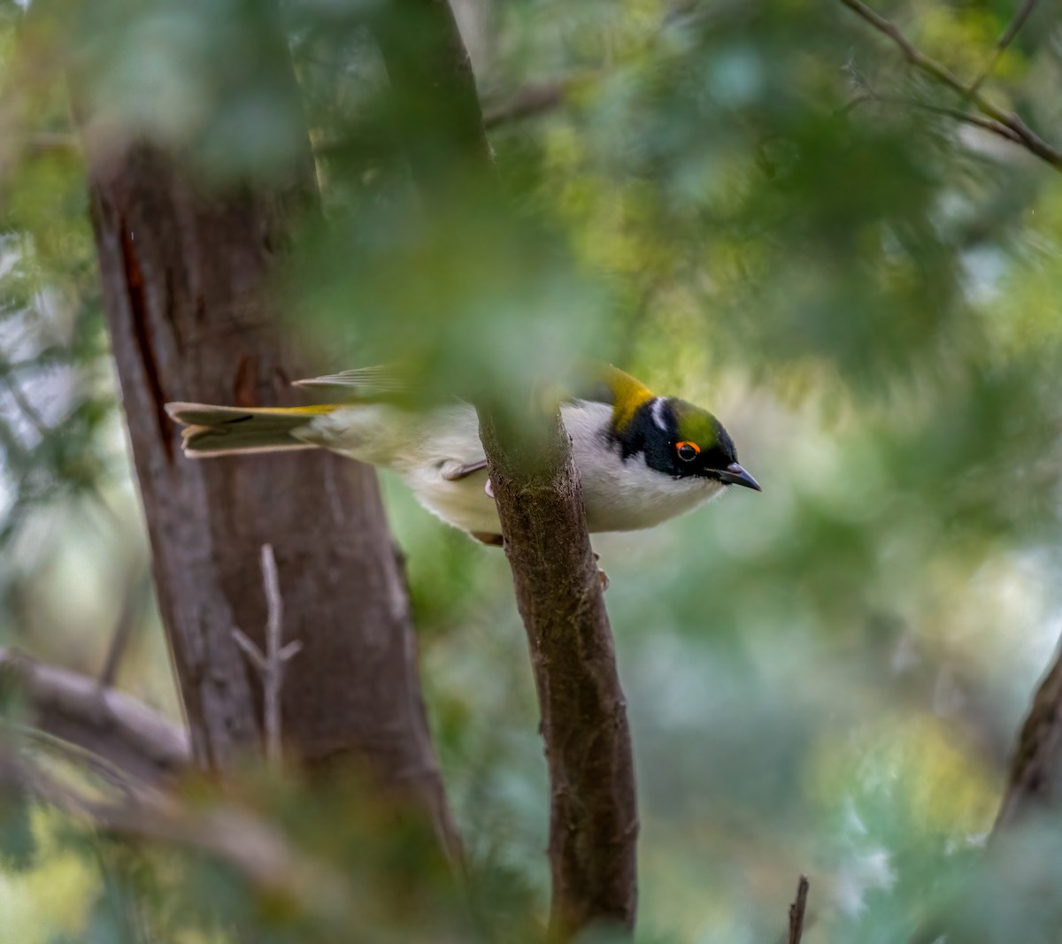 White-naped Honeyeater - ML355632281