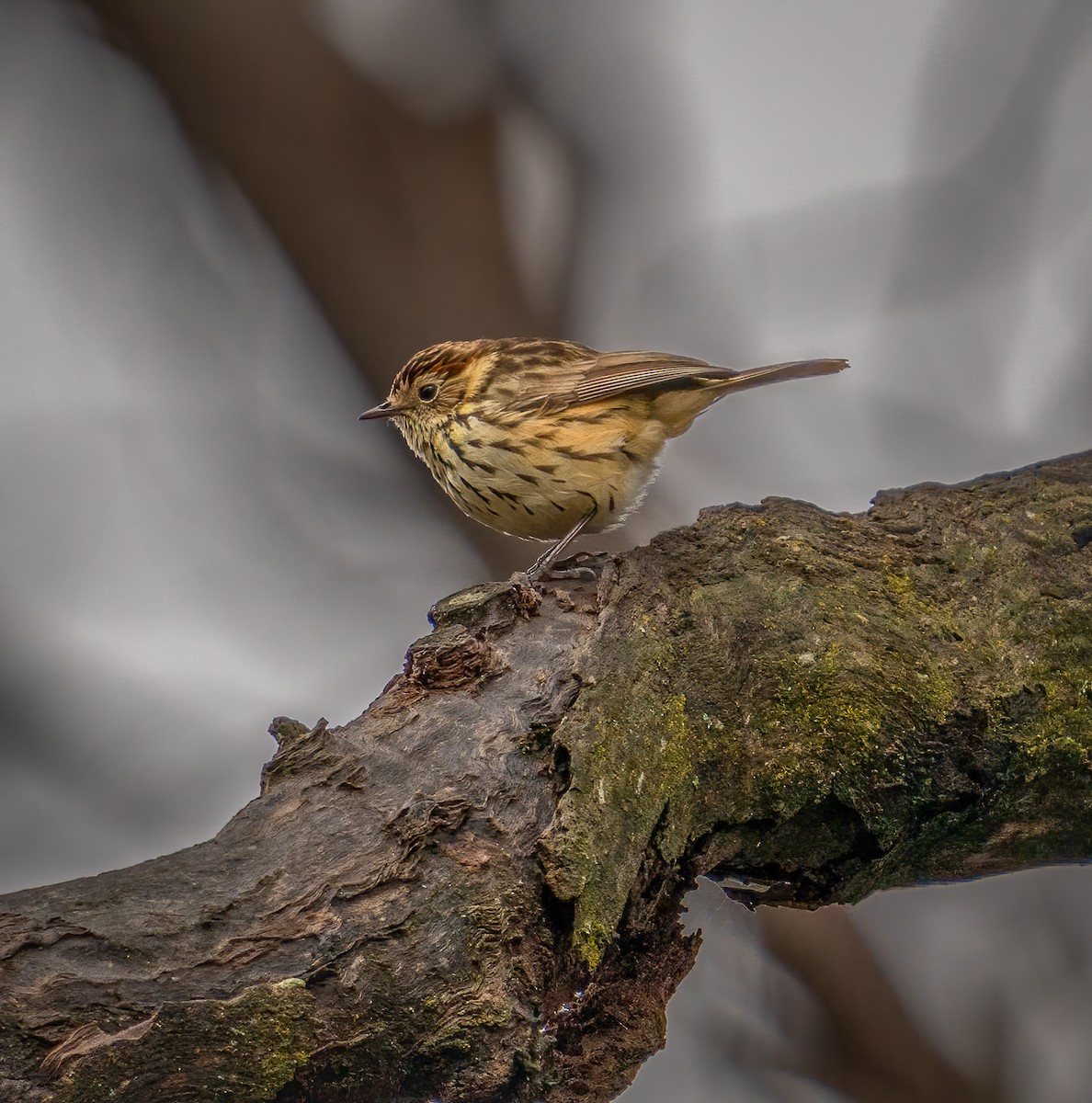 Speckled Warbler - ML355632341