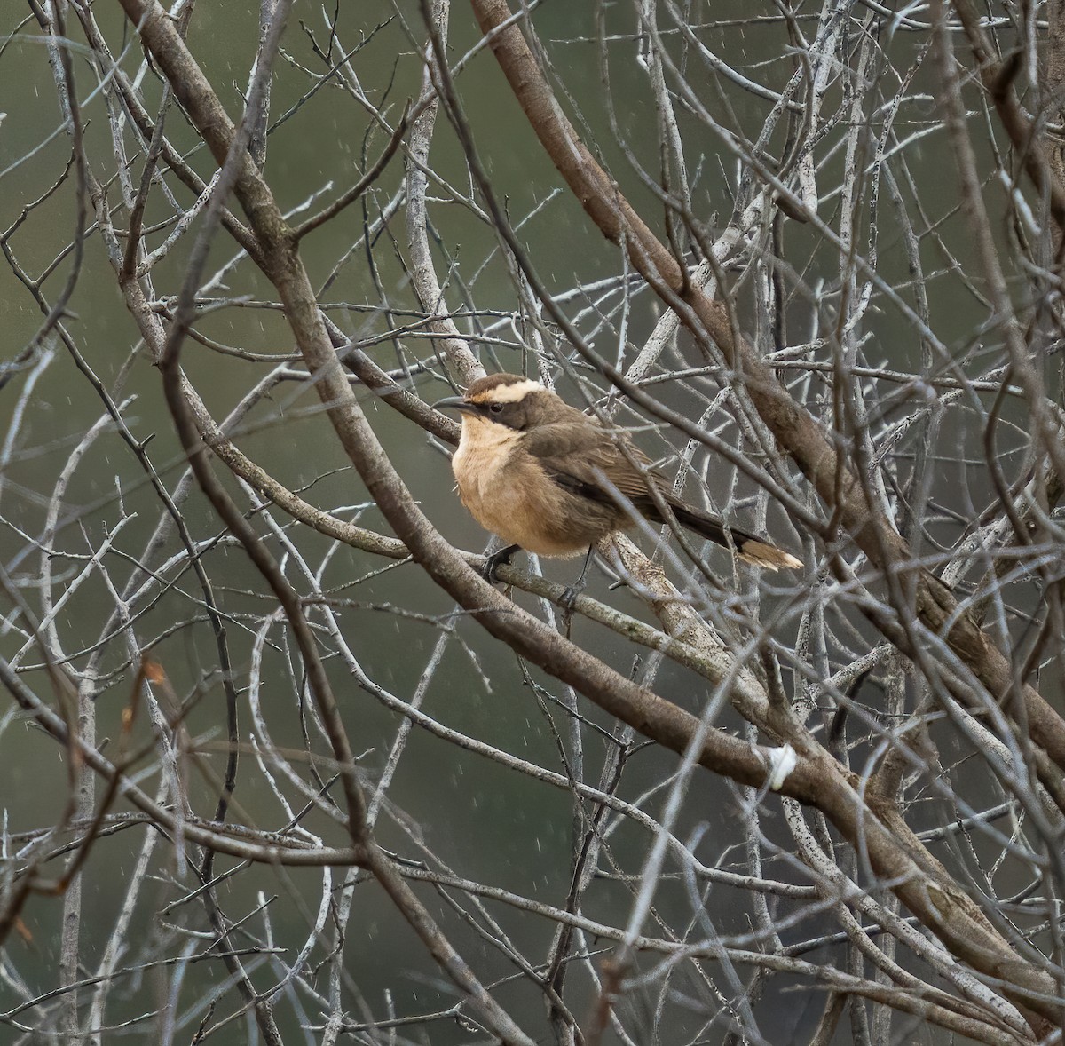 White-browed Babbler - ML355632351