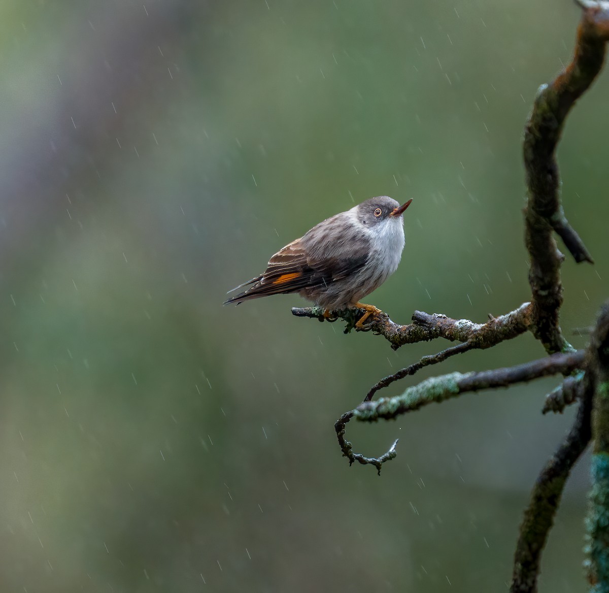 Varied Sittella - ML355632371