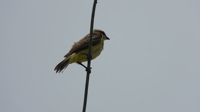 Piratic Flycatcher - ML355632421