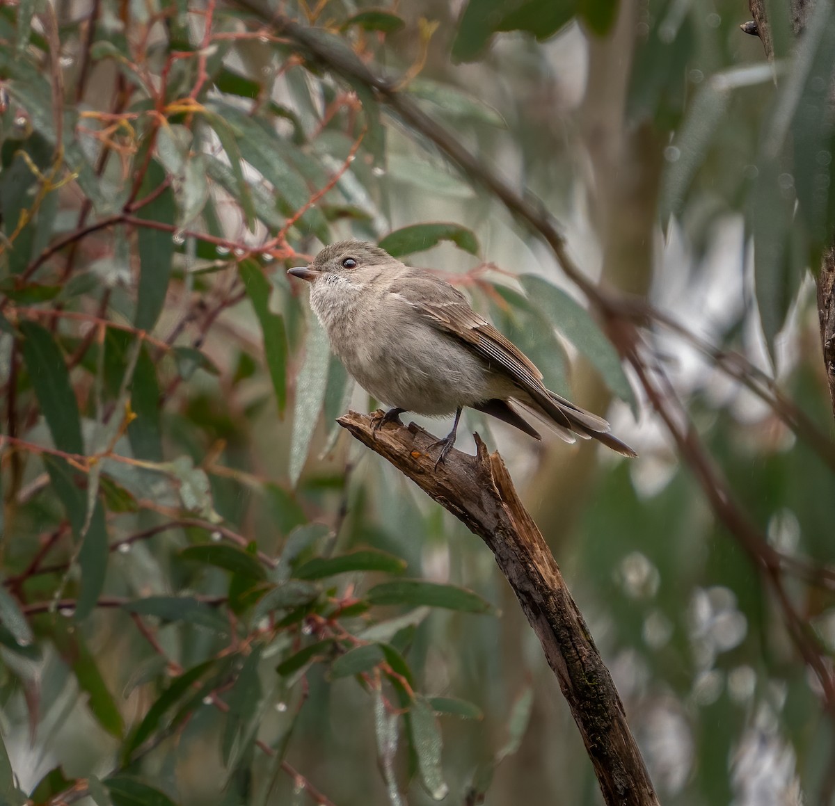 Golden Whistler (Eastern) - ML355632511