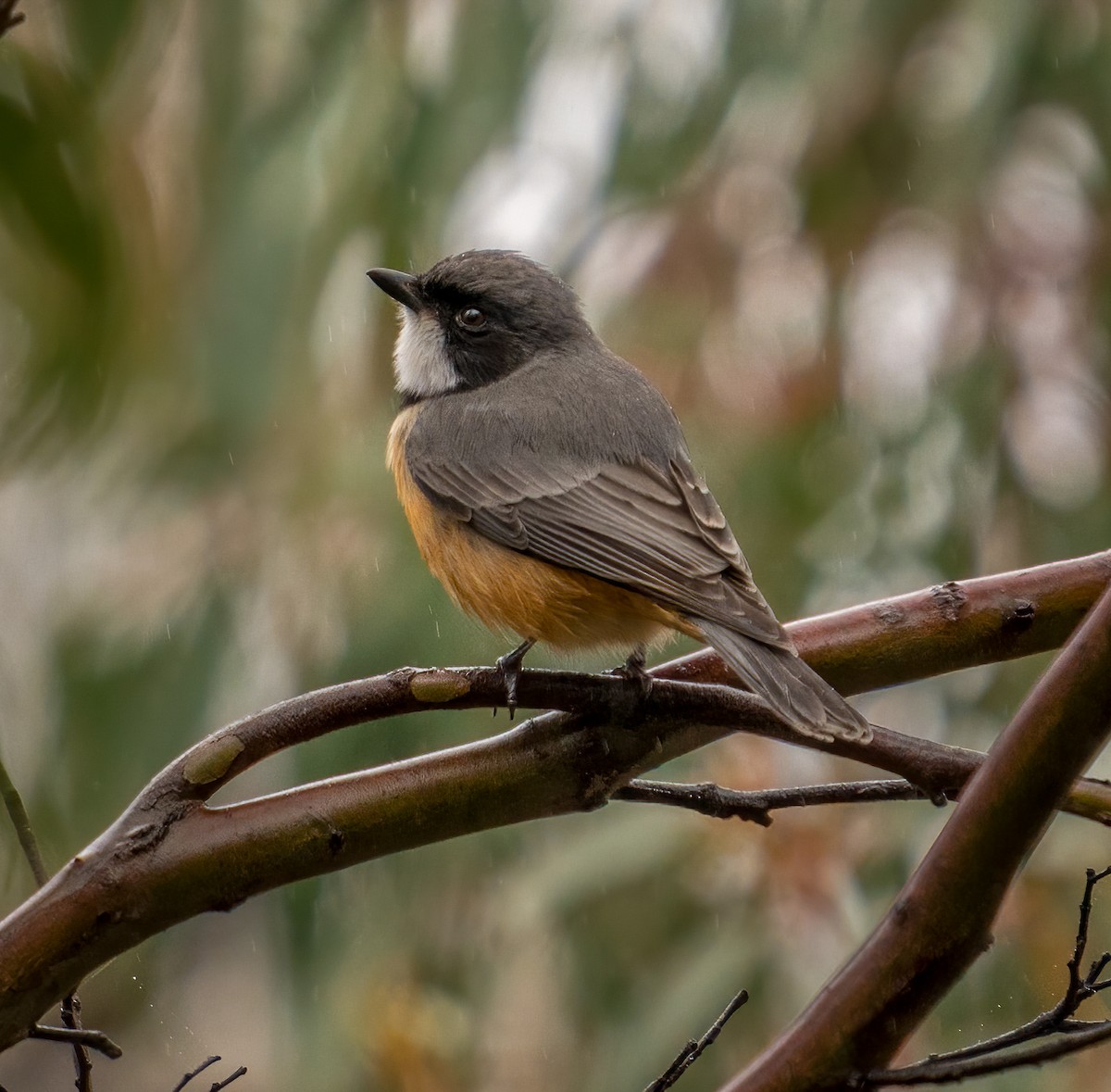 Rufous Whistler - ML355632521