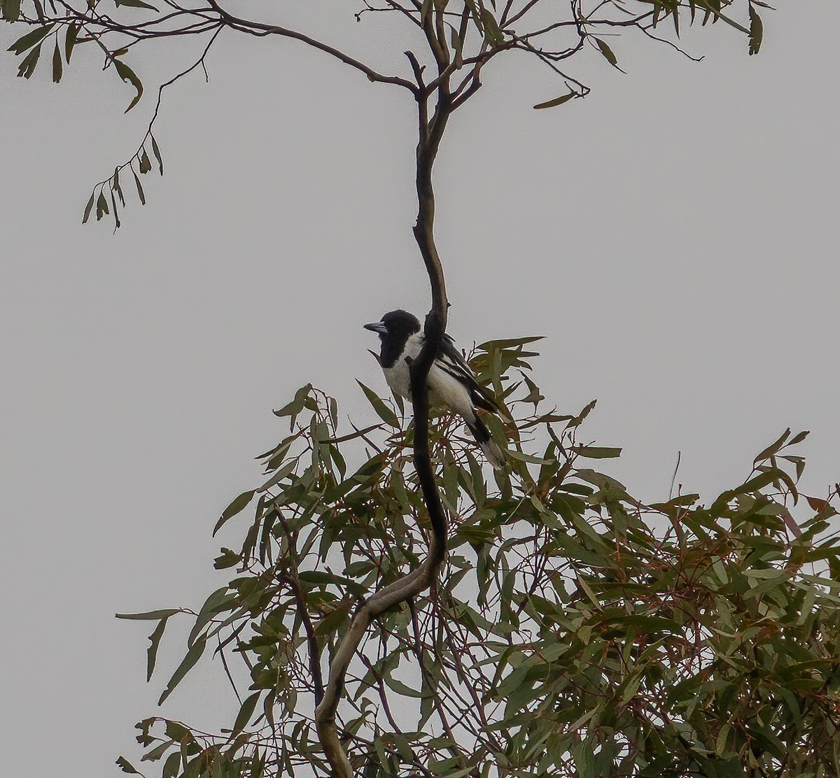 Pied Butcherbird - ML355632671