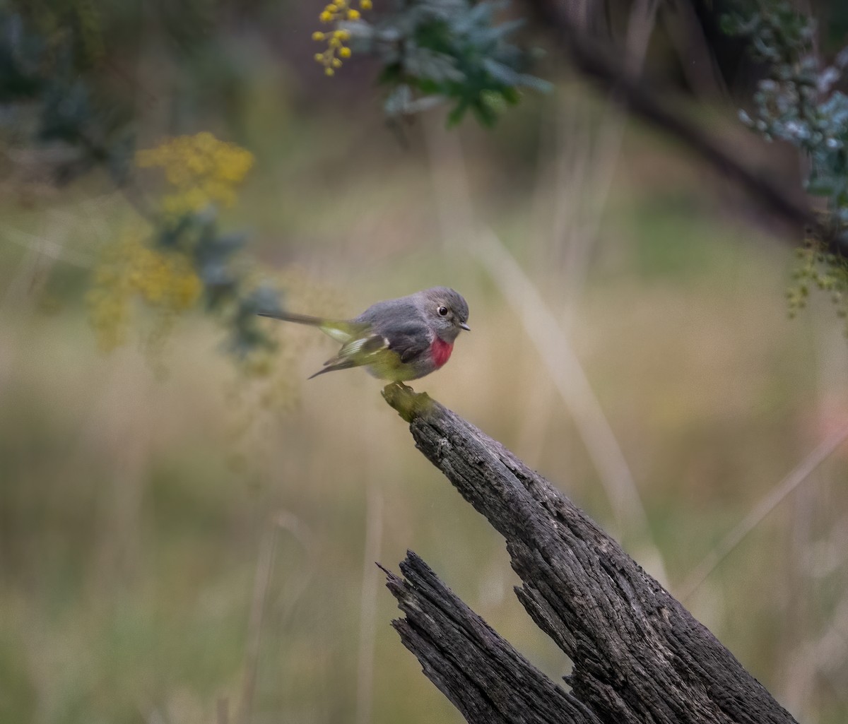 Rose Robin - ML355632811