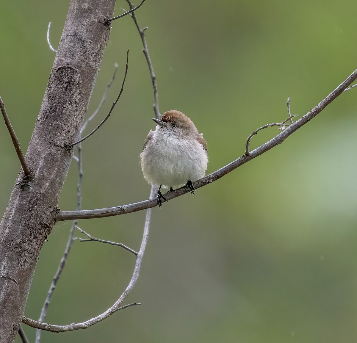 Chestnut-rumped Thornbill - ML355632981