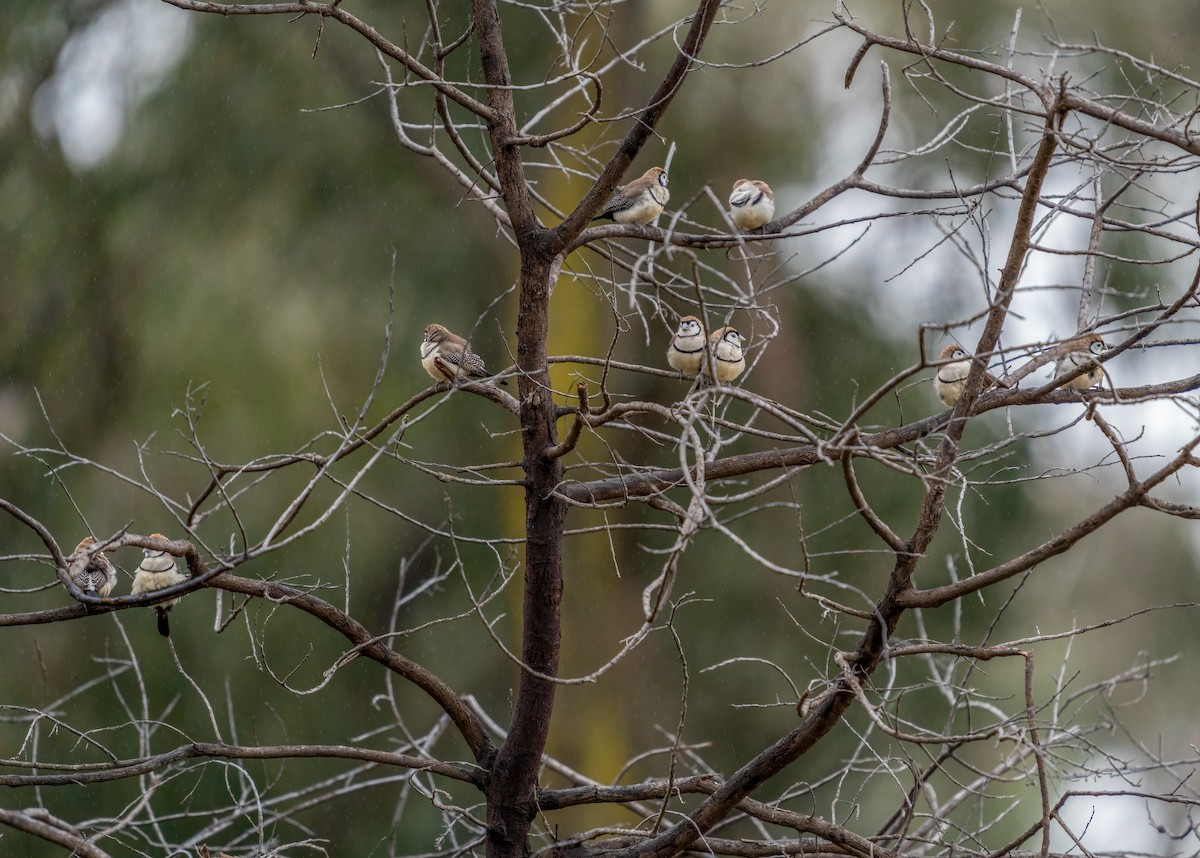Double-barred Finch - ML355633001