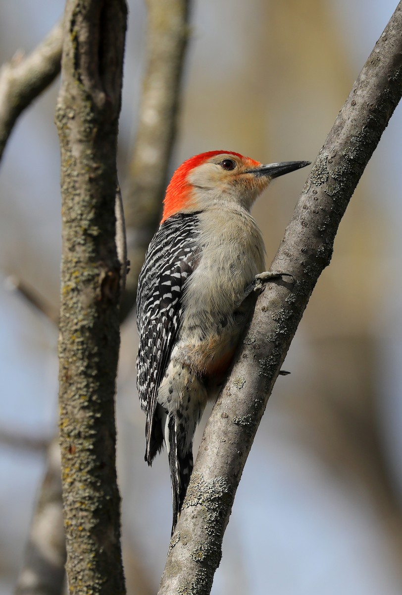 Red-bellied Woodpecker - ML355633171