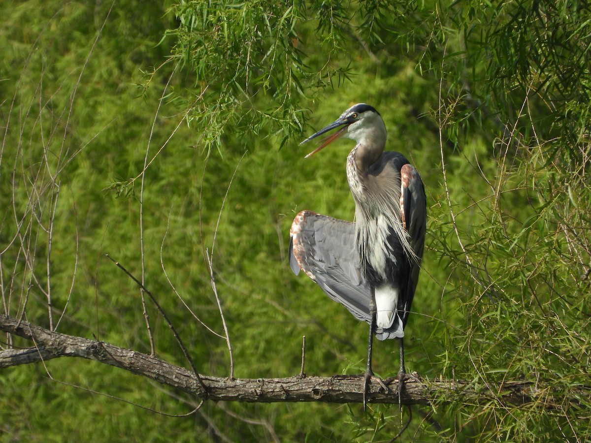 Great Blue Heron - ML355633881