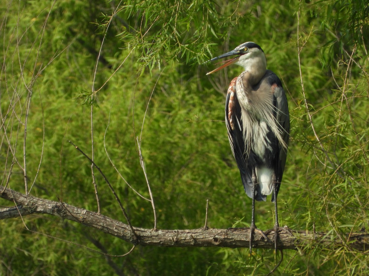 Great Blue Heron - Jeff Percell