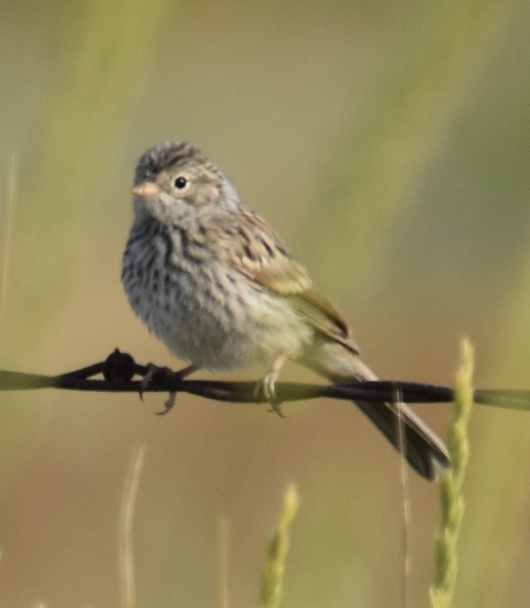 Brewer's Sparrow - ML355634641