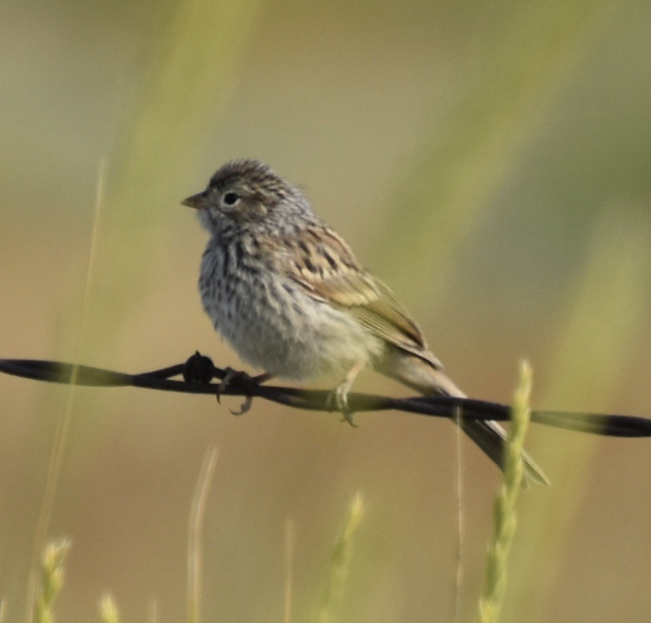 Brewer's Sparrow - Jill Punches