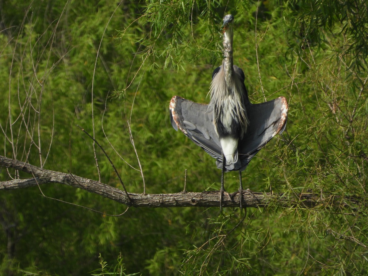 Garza Azulada - ML355634921