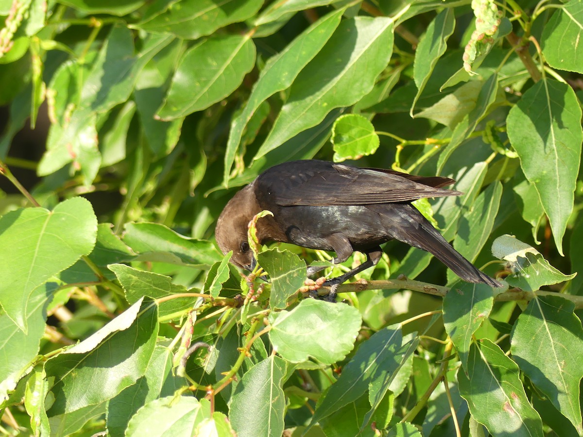 Brown-headed Cowbird - ML355635681