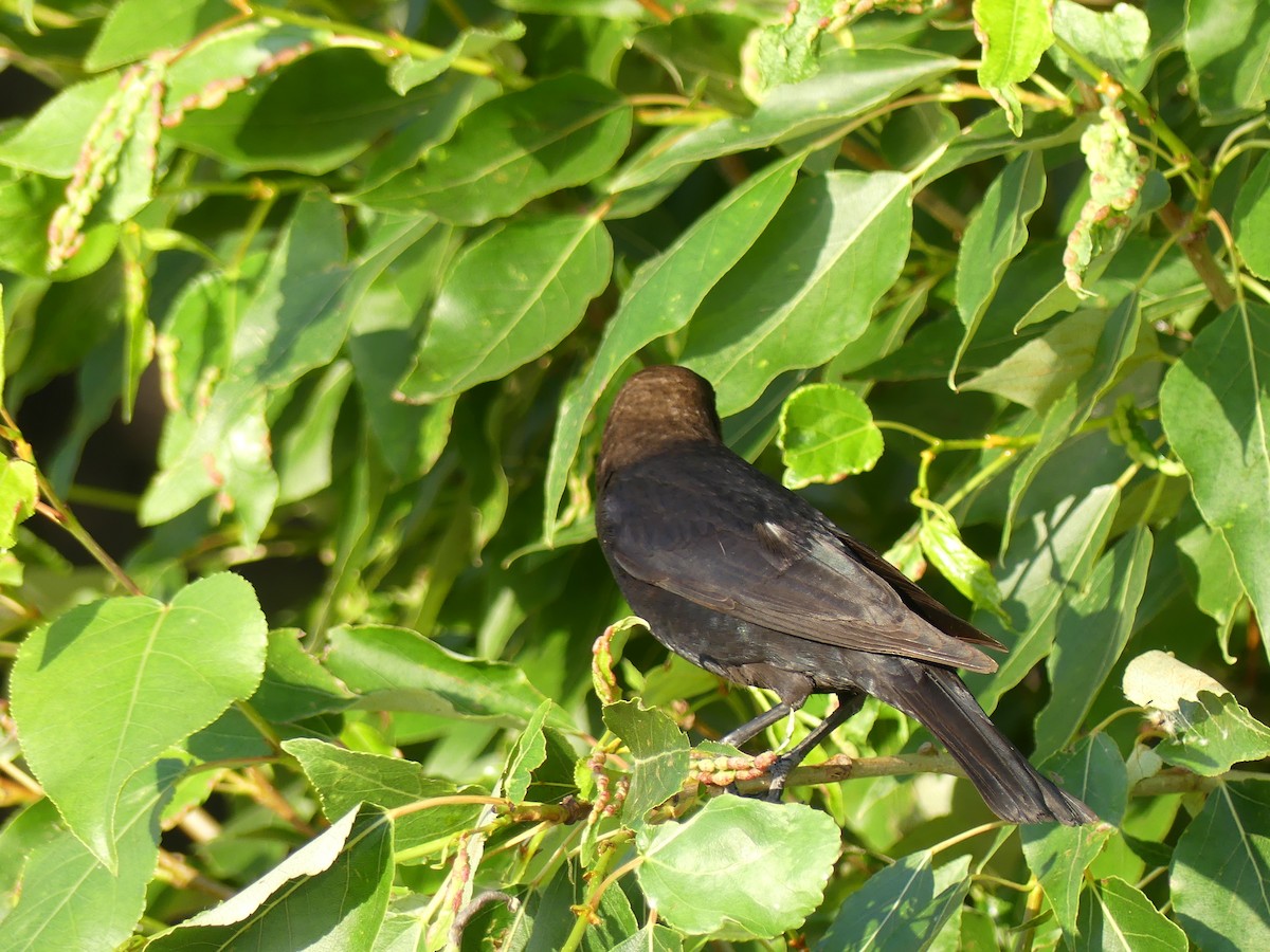 Brown-headed Cowbird - Lauren Wojcik